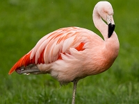 15 05  Zoo Zurich  0196