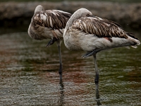 15 05  Zoo Zurich  0198