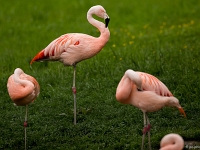 15 05  Zoo Zurich  0200