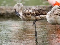 15 05  Zoo Zurich  0201