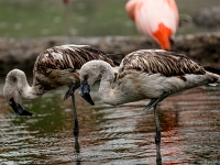 15 05  Zoo Zurich  0204
