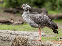 15 05  Zoo Zurich  0207
