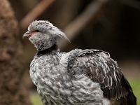 15 05  Zoo Zurich  0208