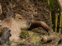 15 05  Zoo Zurich  0211