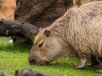 15 05  Zoo Zurich  0212
