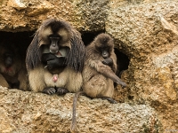 15 05  Zoo Zurich  0214