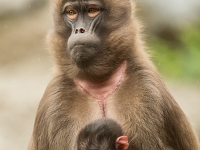 15 05  Zoo Zurich  0218