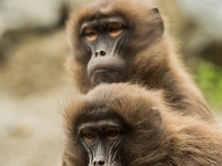 15 05  Zoo Zurich  0220