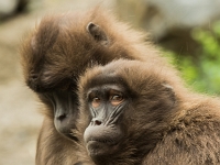 15 05  Zoo Zurich  0222
