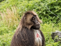15 05  Zoo Zurich  0226