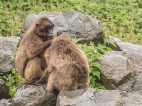 15 05  Zoo Zurich  0227