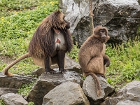 15 05  Zoo Zurich  0228