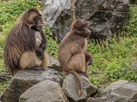 15 05  Zoo Zurich  0231