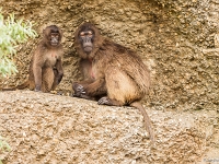 15 05  Zoo Zurich  0232