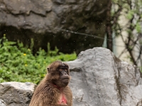 15 05  Zoo Zurich  0235