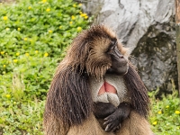 15 05  Zoo Zurich  0236