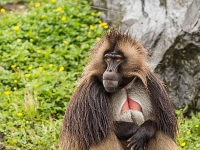 15 05  Zoo Zurich  0239