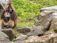 15 05  Zoo Zurich  0240