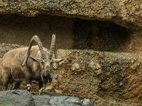 15 05  Zoo Zurich  0241