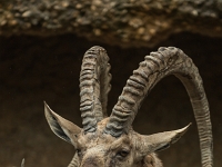 15 05  Zoo Zurich  0242