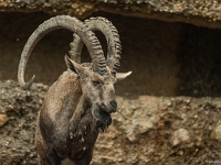 15 05  Zoo Zurich  0243