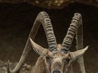 15 05  Zoo Zurich  0245