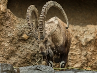 15 05  Zoo Zurich  0246