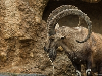 15 05  Zoo Zurich  0248