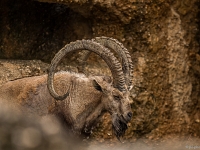 15 05  Zoo Zurich  0250