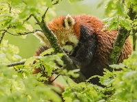 15 05  Zoo Zurich  0253