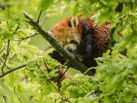 15 05  Zoo Zurich  0256
