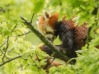 15 05  Zoo Zurich  0257