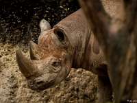 15 05  Zoo Zurich  0260