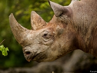 15 05  Zoo Zurich  0262