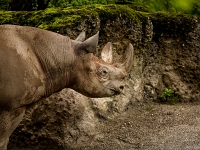 15 05  Zoo Zurich  0264
