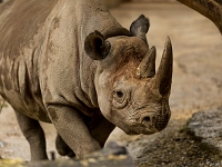 15 05  Zoo Zurich  0266