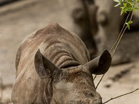 15 05  Zoo Zurich  0268