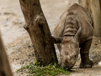15 05  Zoo Zurich  0272