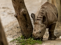 15 05  Zoo Zurich  0275