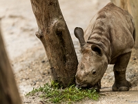 15 05  Zoo Zurich  0277