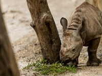15 05  Zoo Zurich  0278