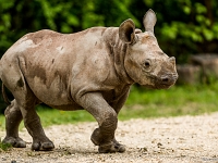 15 05  Zoo Zurich  0281