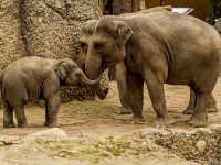 15 05  Zoo Zurich  0284