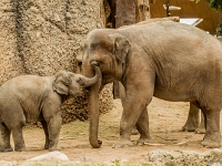 15 05  Zoo Zurich  0285