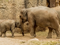 15 05  Zoo Zurich  0286