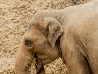 15 05  Zoo Zurich  0288