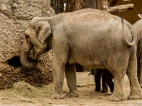 15 05  Zoo Zurich  0291