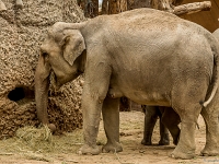 15 05  Zoo Zurich  0293