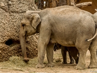 15 05  Zoo Zurich  0296