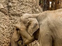 15 05  Zoo Zurich  0297